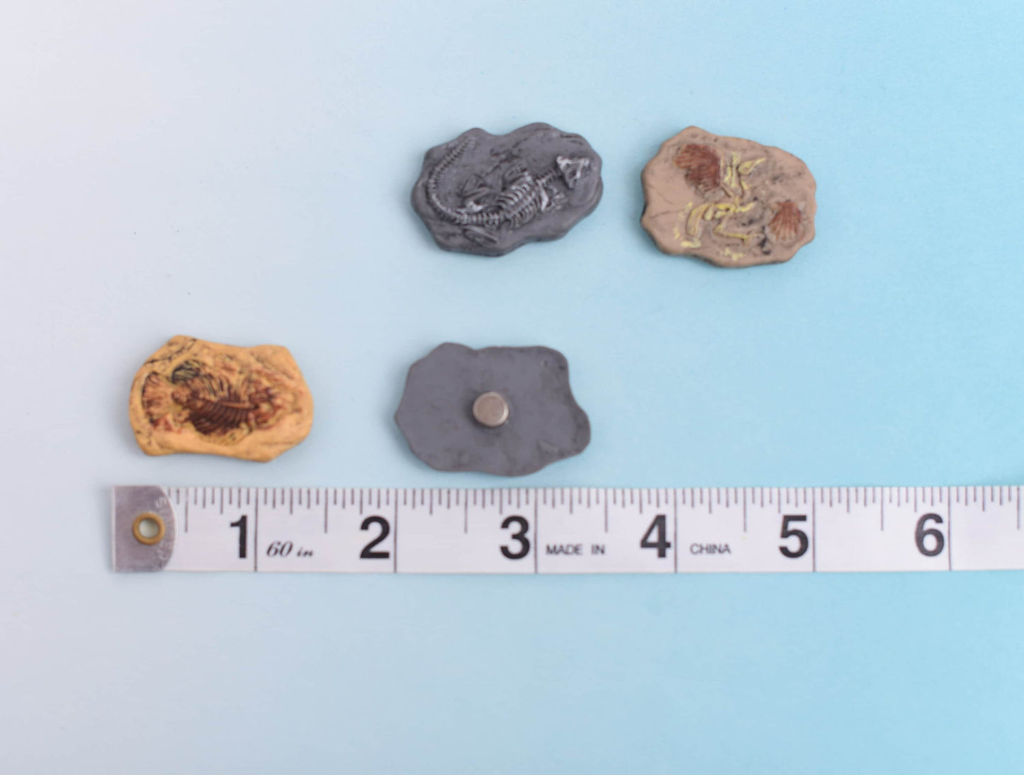 Fossil Magnets- Set of 4